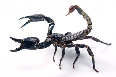 Scorpion