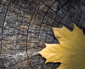 Various Kinds of Being Thankful