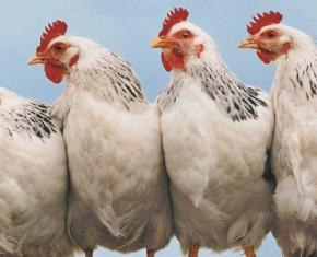 God, Chickens and Eggs