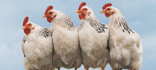 God, Chickens and Eggs