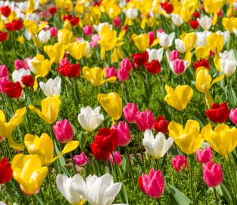 Tulip Garden