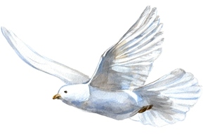 Dove