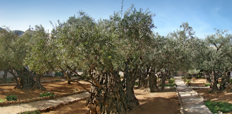 Jerusalem Gethsemane