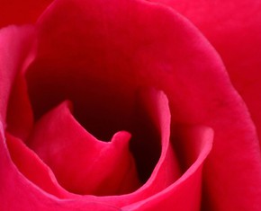 Affection, Desire and the Rose of Love