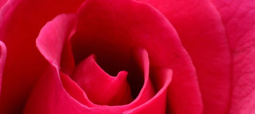 Affection, Desire and the Rose of Love
