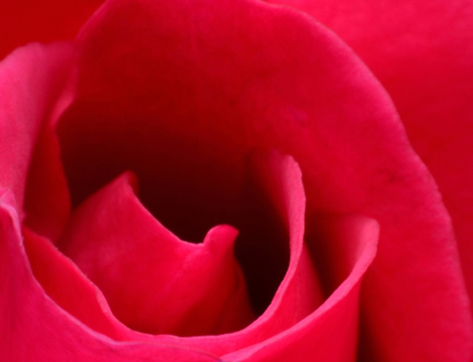 Affection, Desire and the Rose of Love