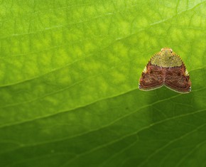 Awakening Empathy for Every Living Thing