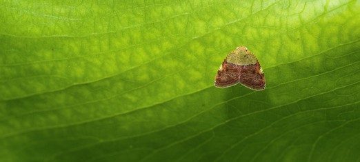 Awakening Empathy for Every Living Thing