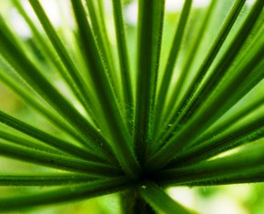 Many Religions, One Single Faith