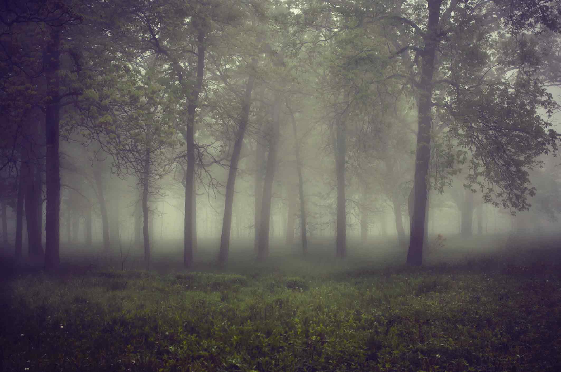 foggy woods