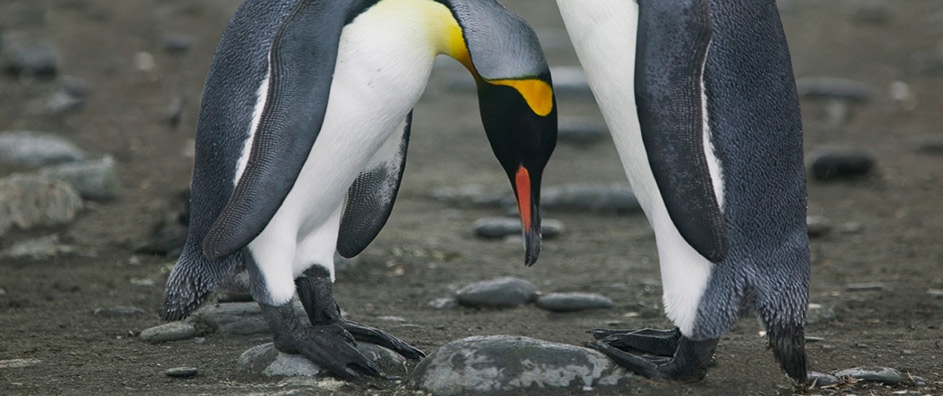 Finding Humility and Innocence in Heart