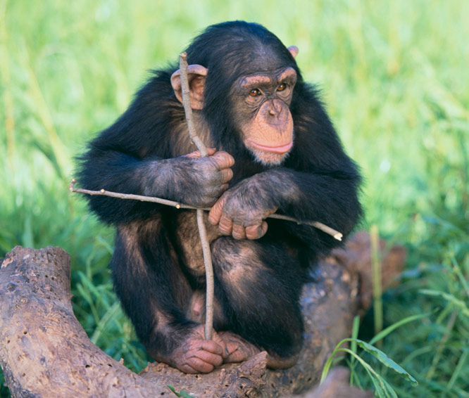 Chimpanzee