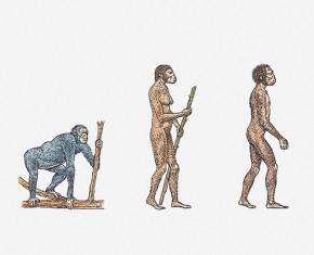 Are Humans Animals?