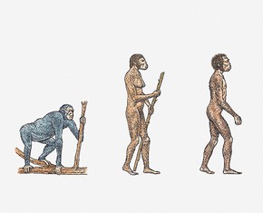 Are Humans Animals?