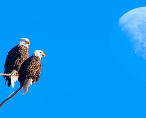Comparing the Teachings of Two Peacemakers