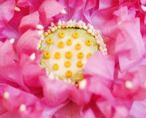 None of the Above: A New Conception of Religion