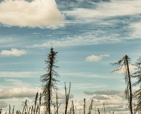 Thinking Like a Mountain