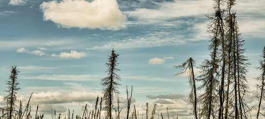 Thinking Like a Mountain