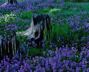 Beauty, Faith and the Environment
