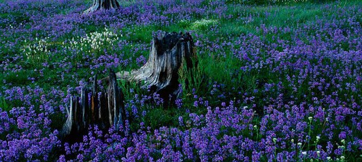 Beauty, Faith and the Environment