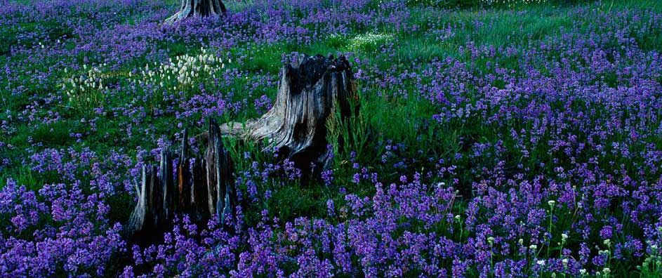 Beauty, Faith and the Environment