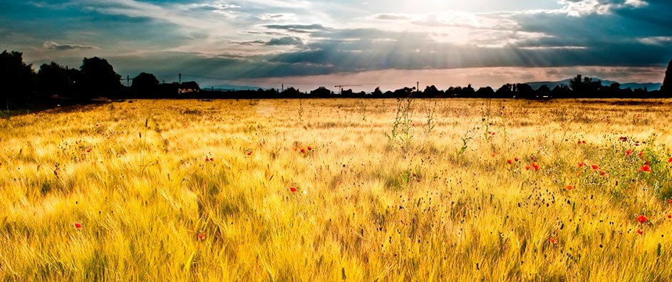 Make Mention of Me on My Earth