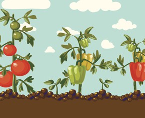Life Lessons from a Tomato Plant