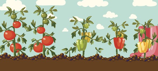 Life Lessons from a Tomato Plant