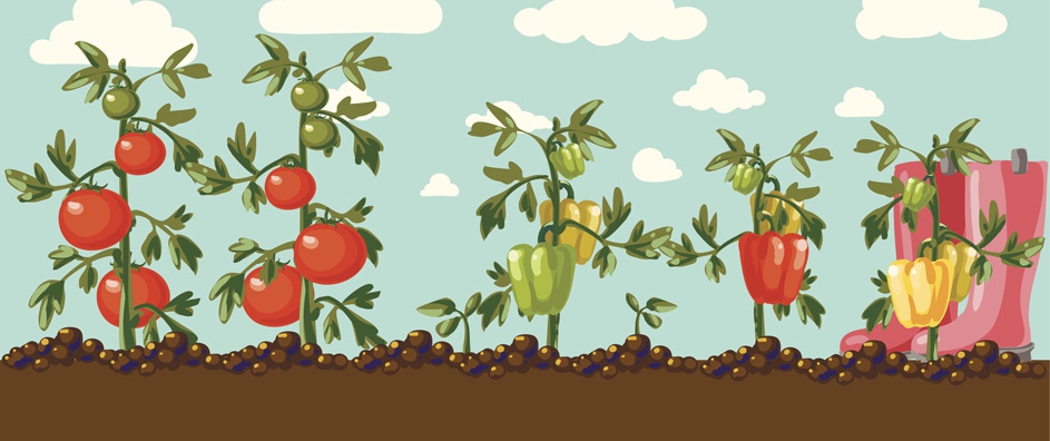 Life Lessons from a Tomato Plant