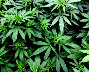 Legalizing Marijuana - How About the Soul?