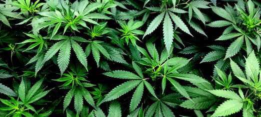 Legalizing Marijuana - How About the Soul?