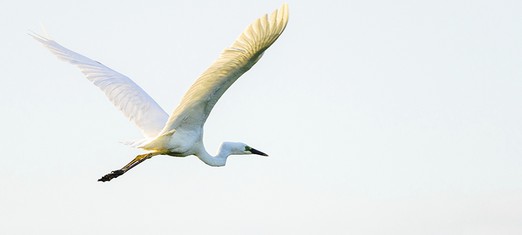 Tahirih Dawn Breaker for the Oneness of Humanity