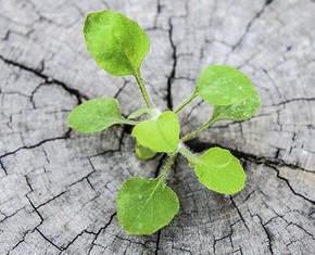 A Transcendent Unity Exists