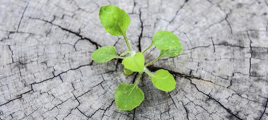 A Transcendent Unity Exists