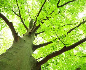The Man of the Trees and the Great Green Wall