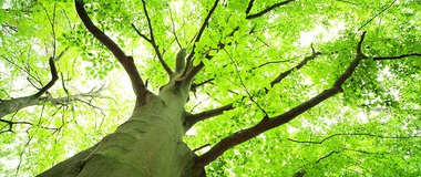 The Man of the Trees and the Great Green Wall