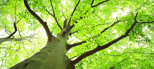 The Man of the Trees and the Great Green Wall