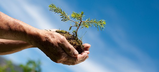 The Man of the Trees: Saving the Skin of the Earth