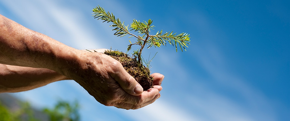 The Man of the Trees: Saving the Skin of the Earth