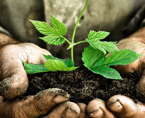 The Man of the Trees: A Life of Organic Purpose
