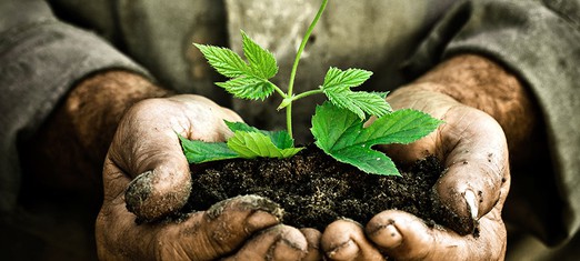 The Man of the Trees: A Life of Organic Purpose