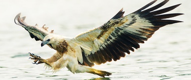 The Hawk, the Crow and the Brutality of Nature