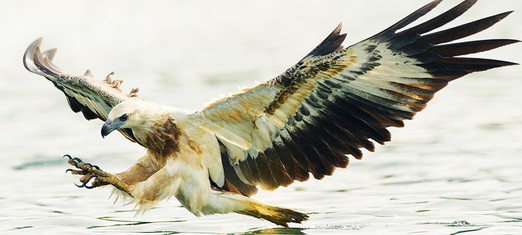 The Hawk, the Crow and the Brutality of Nature
