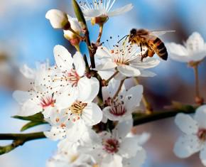 Unity, Diversity, and the Honey Bee