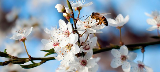 Unity, Diversity, and the Honey Bee