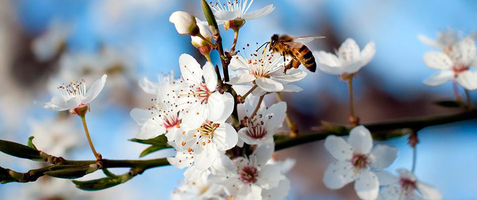 Unity, Diversity, and the Honey Bee