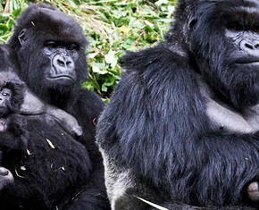 Do Animals Have Rights?