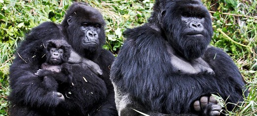 Do Animals Have Rights?