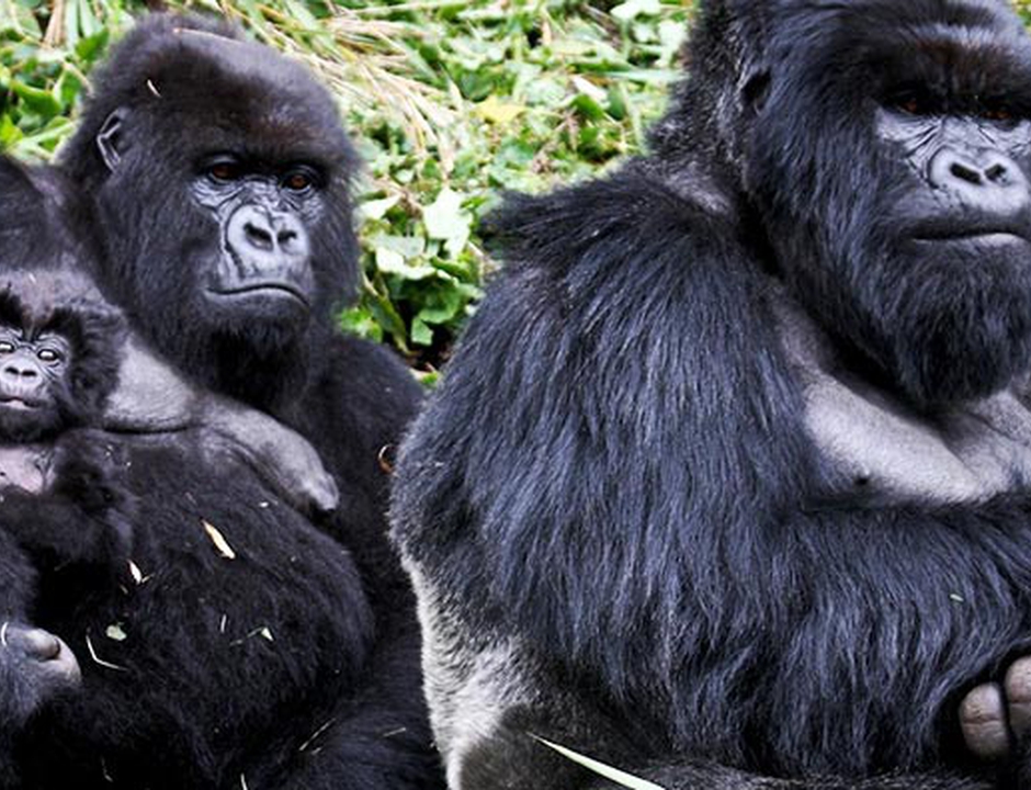 Do Animals Have Rights?