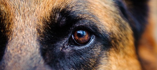 Do Animals Have Souls?